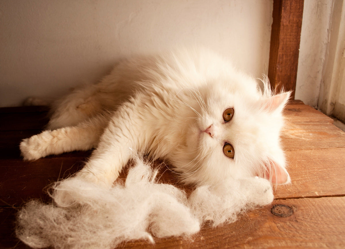 How to Stop Cat Shedding: 7 Vet-Approved Tips That Actually Work