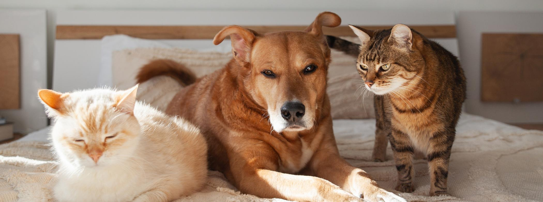 Do Calming Beds Actually Work for Anxious Dogs? What Pet Owners Should Know